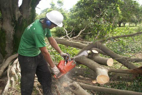 Poda ou extração de árvore só pode ser feita mediante autorização expedida pela Secretaria Municipal de Meio Ambiente