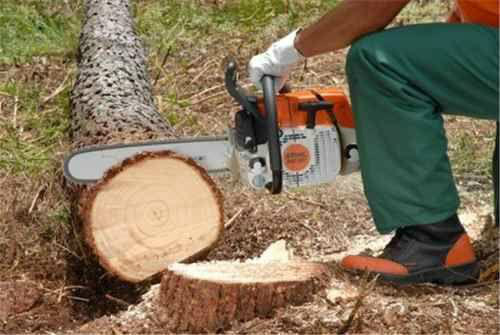 Poda ou extração de árvore só pode ser feita mediante autorização expedida pela Secretaria Municipal de Meio Ambiente
