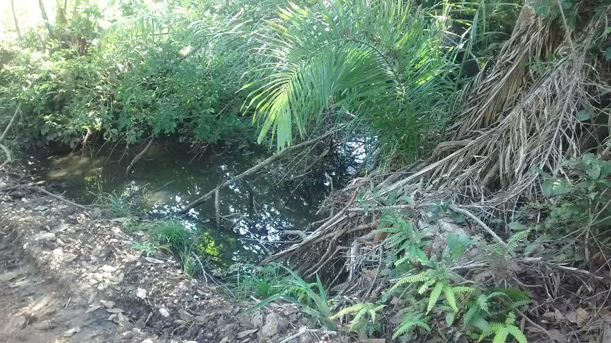 PMA autua fazendeiro em R$ 50,1 mil por destruição de matas ciliares de córrego