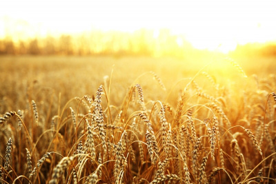 10 de novembro - Dia do Trigo Foto: ShutterStock
