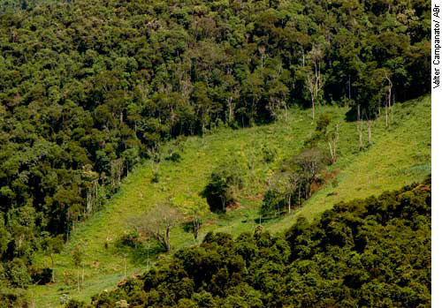 Proposta sustentável para o meio ambiente poderá ter vantagem em licitações