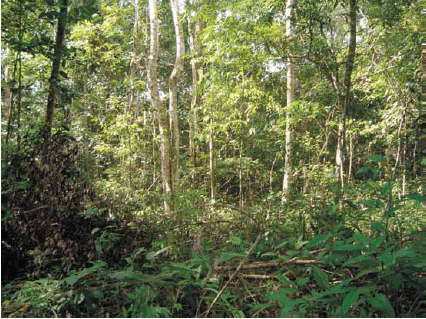 Floresta Estacional Sempre-Verde é reconhecida como novo tipo de vegetação
