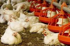 Brasil bate novo recorde nas vendas de frango ao exterior