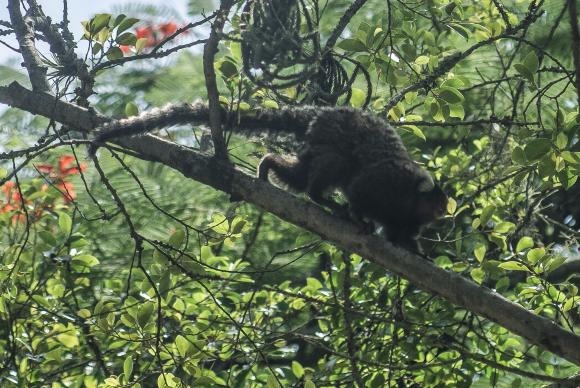 Parasita que causava malária apenas em macacos está relacionado a casos humanos ocorridos na região de Mata Atlântica do Rio de JaneiroRio de Janeiro