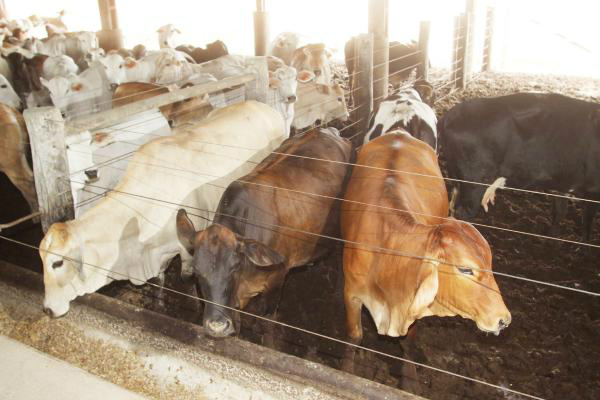 Malásia habilita oito frigoríficos brasileiros a exportar carne bovina