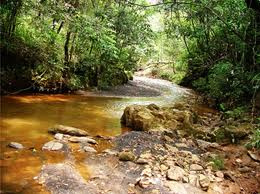 Rio+20 poderá gerar órgão mundial destinado à preservação do meio ambiente