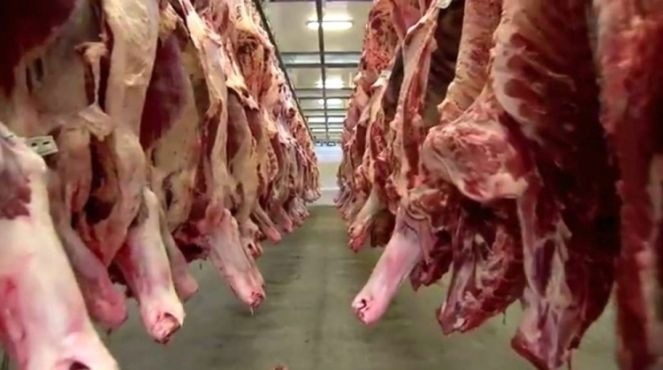 Exportação da carne bovina apresenta aumento superior a 5% em MS Produção de carne aumenta em MS (Foto: Divulgação)