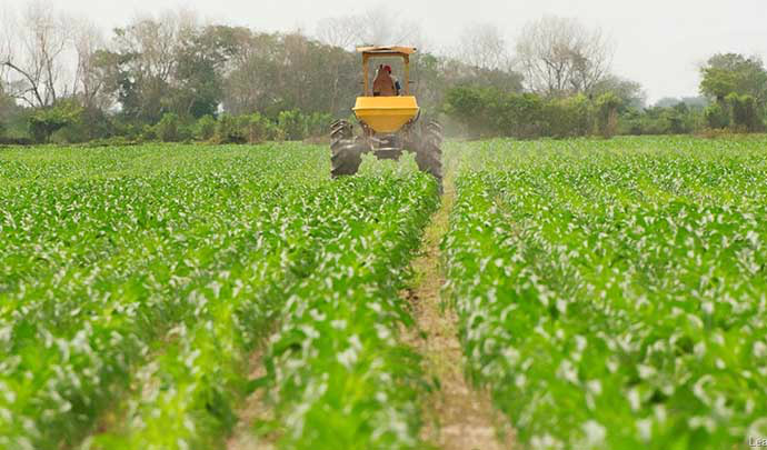 Agricultor aproveita janela e intensifica colheita de soja em MS Agricultor aproveita janela e intensifica colheita de soja em MS