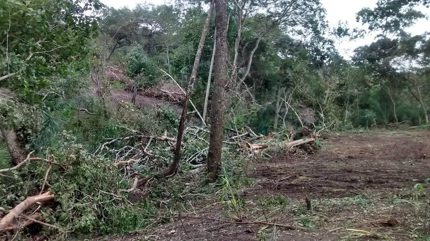 PMA autua fazendeiro em R$ 50,1 mil por destruição de matas ciliares de córrego