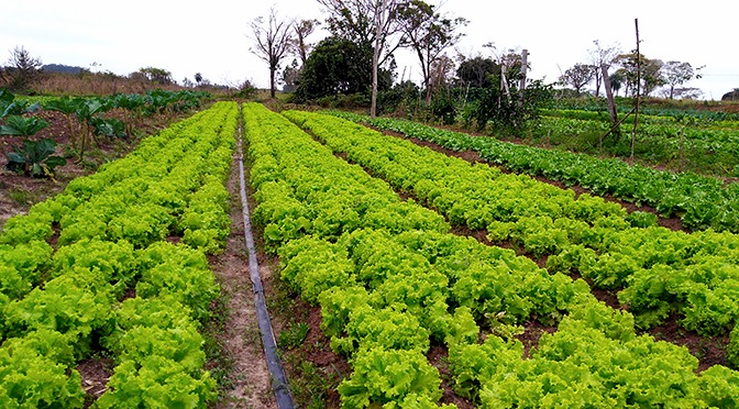 Governo de MS garante novo mercado para a agricultura familiar de Amambai Foto: Divulgação