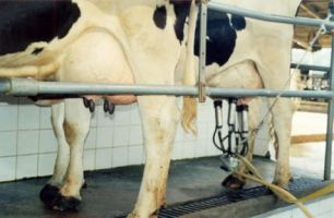 Custo de produção do leite está 10% mais caro