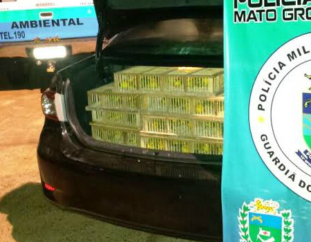 PMA aplica multa de R$ 430 mil em traficantes de canários