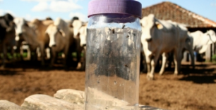 Há mais de dois anos fazendas localizadas no entorno de usinas estão com grandes quantidades de mosca do estábulo