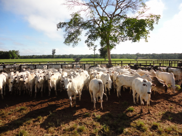Exportação de carne bovina in natura de MS tem alta de 150% Exportação de carne bovina in natura de MS tem alta de 150%