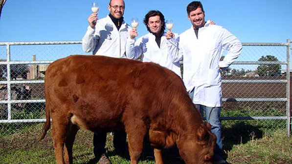Vaca clonada na Argentina produz leite similar ao humano