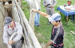 Paraguai confirma segundo foco de febre aftosa em apenas três meses