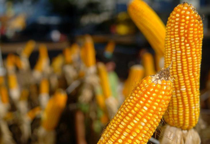 Colheita de milho terá início em dez dias na região de Dourados Colheita de milho terá início em dez dias na região de Dourados