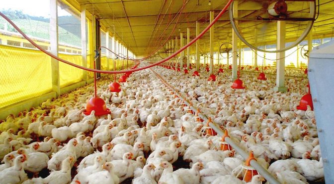 Exportações de celulose, soja e carne de aves crescem em MS Marcelo Armòa – Assessoria de Comunicação da Semagro