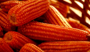 Exportações do agronegócio atingem US$ 88,65 bilhões no acumulado do ano O milho foi destaque em novembro, com 315,2% de aumento nas vendas sobre o mesmo mês do ano passado