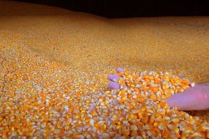 Preço do milho em Mato Grosso do Sul aumenta 32% Foto: Divulgação