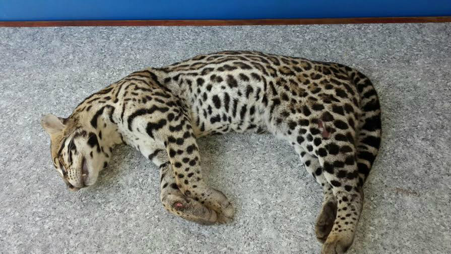 PMA recolhe Jaguatirica atropelada na BR 163