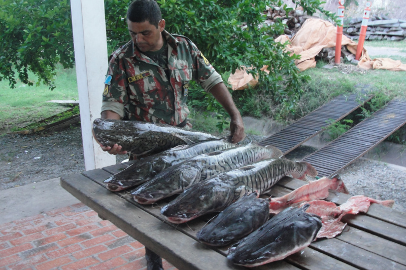 PMA apreende 30 kg de pescado por falta de declaração de estoque em Corumbá