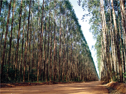 Em cinco anos, florestas plantadas aumentam de 150 mil para 350 mil he em MS Em cinco anos, florestas plantadas aumentam de 150 mil para 350 mil he em MS