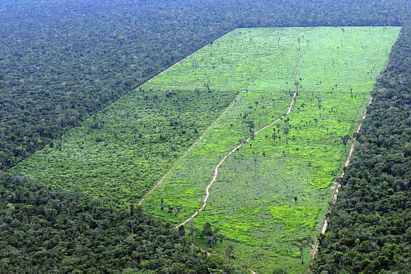 Revisão da taxa de desmatamento da Amazônia divulgada hoje melhora resultado