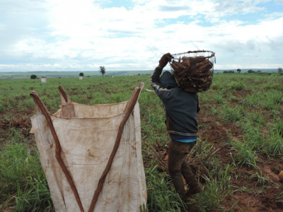 MPT constata tráfico de pessoas em fazenda de Naviraí Foto: Sandoval Sousa - perícia MPT/MS