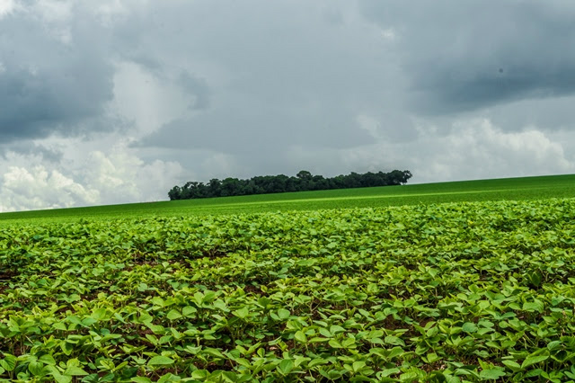 Pesquisa, ciência e tecnologia potencializam agricultura