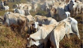 China pretende ampliar importação de carnes do Brasil Foto: Divulgação