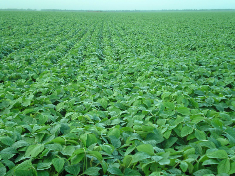 Representantes do setor agropecuário e do governo propõem criação de um conceito