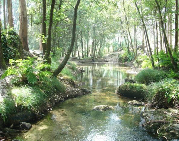 Cientistas brasileiros e britânicos criam parceria para degradação de florestas
