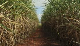 Taxa de juros do crédito rural na Caixa será menor em setembro Taxa de juros do crédito rural na Caixa será menor em setembro