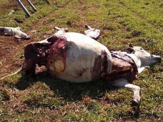 Da carne, os criminosos retiram apenas as carnes mais nobres e abandonando os animais em meio ao pasto, aos pedaços. (Foto: Ponta Porã Informa)