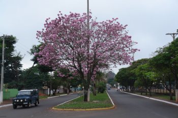 Ipês embelezam a cidade Ipês na avenida Nicolau OtanoFoto: Moreira Produções
