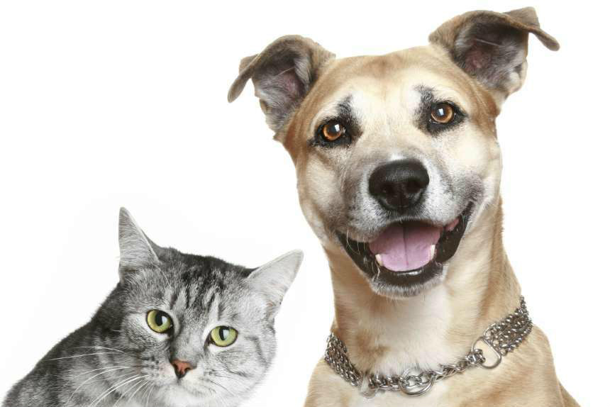 CPI dos Maus-Tratos a Animais vota hoje destaques ao relatório final