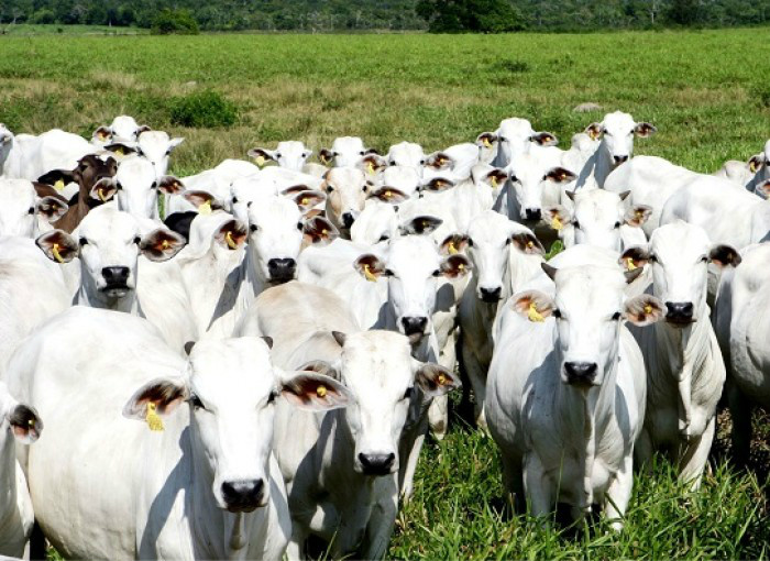 Governo e pecuaristas estudam ampliar exportação de material genético bovino Governo e pecuaristas estudam ampliar exportação de material genético bovino