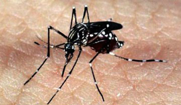 País registra queda nos casos de dengue, chikungunya e zika Também caíram os registros de dengue grave e com sinais de alarmeFoto: Divulgação