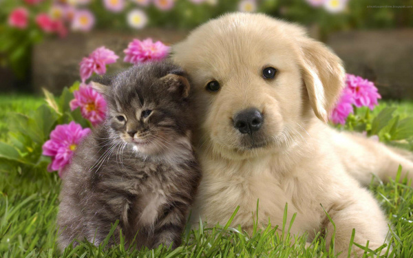 4 de outubro - Dia dos Animais Foto: divulgação