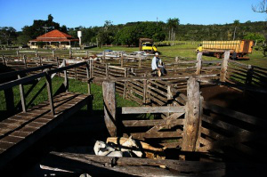 Parte do gado está sendo levado para clube de laço de Anastácio. (Foto: Cleber Gellio)