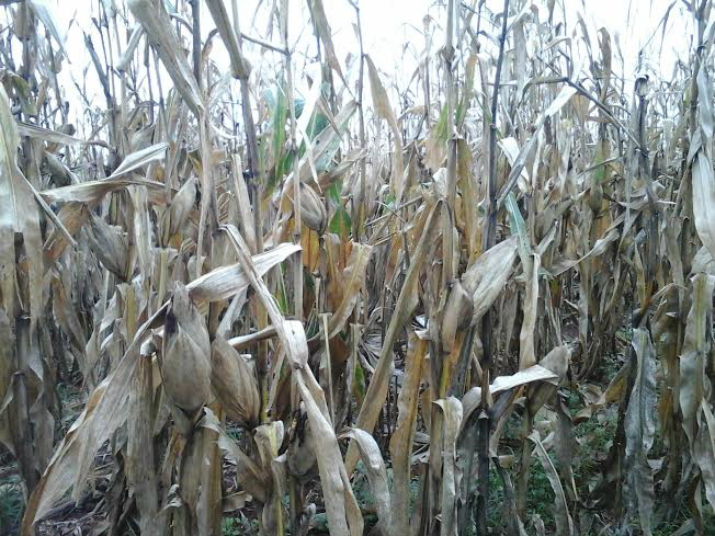 Excesso de chuvas põe produtores em alerta em Aral Moreira