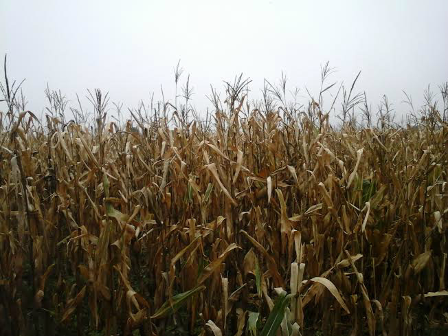 Excesso de chuvas põe produtores em alerta em Aral Moreira