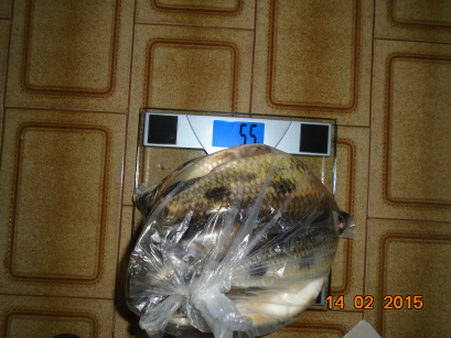 PMA prende cinco por pesca predatória e com arma de caça ilegal