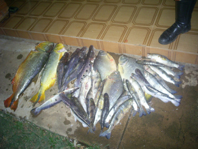 PMA prende pescador Paulista com 28 kg de pescado em Jupiá