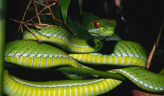  Uma das descobertas é esta víbora de olhos vermelhos (Trimeresurus rubeus), encontrada em florestas perto de Ho Chi Minh, no Vietnã Peter Paul Van Djick/Darwin Initiative 