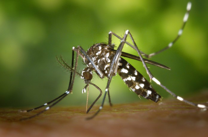 Nova York confirma três casos de vírus Zika