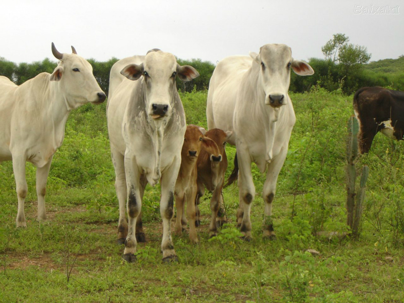 Mercado do boi gordo registra volume reduzido de negócios