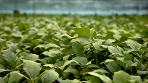 Dez municípios encerraram plantio da soja em MS Dez municípios encerraram plantio da soja em MS