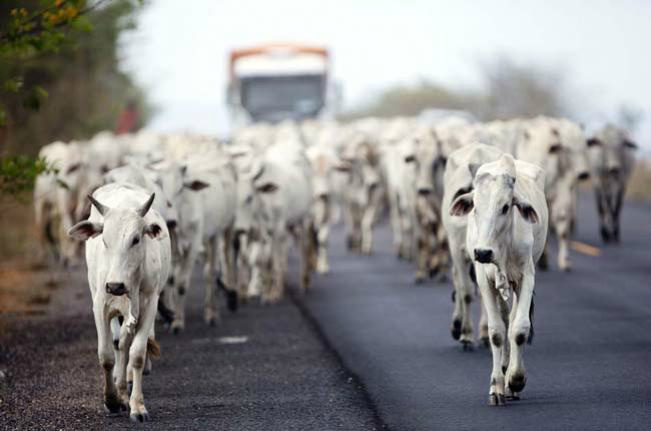 Paraná intensifica ações para evitar gado com aftosa no País